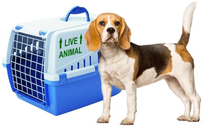 ��������� �������� �Live Animal� - ������ �� 84 ���.